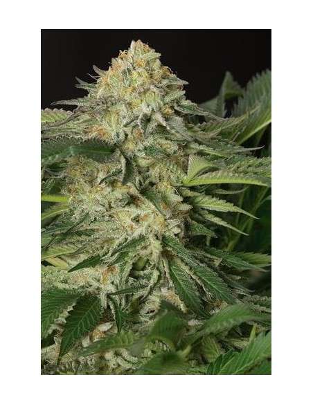 HUMBOLDT SEED - Lemon Garlic OG - 1