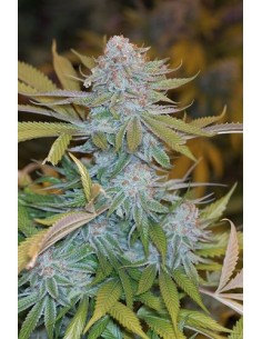 HUMBOLDT SEED - Chocolate Mint OG - 1