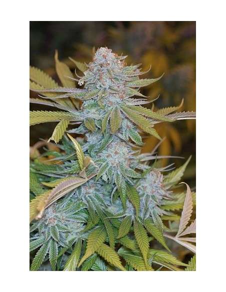 HUMBOLDT SEED - Chocolate Mint OG - 1