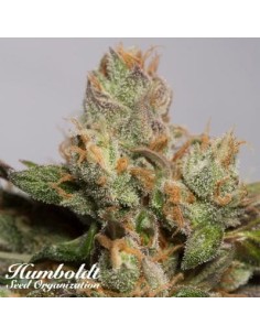 HUMBOLDT SEED - 707 Truthband by Emerald Mountain - 1