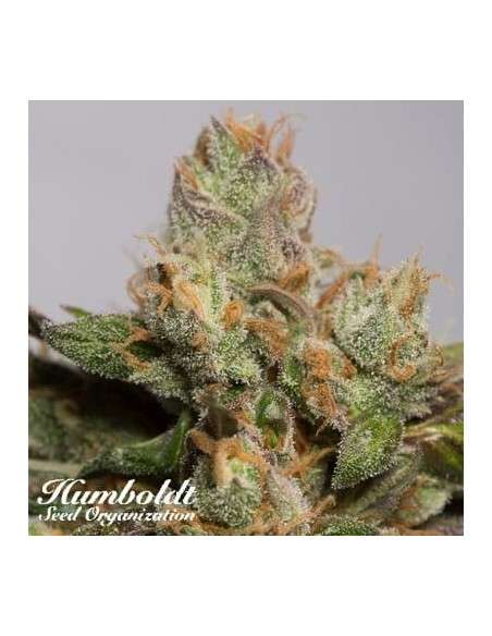 HUMBOLDT SEED - 707 Truthband by Emerald Mountain - 1