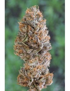 HUMBOLDT SEED - Bubba's Gift - 1