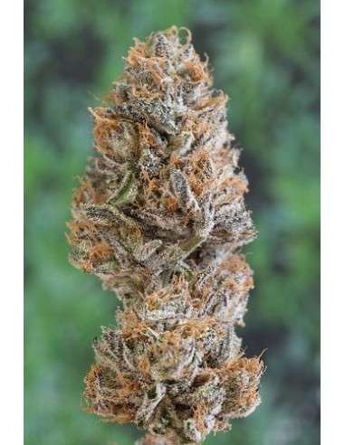 HUMBOLDT SEED - Bubba's Gift - 1