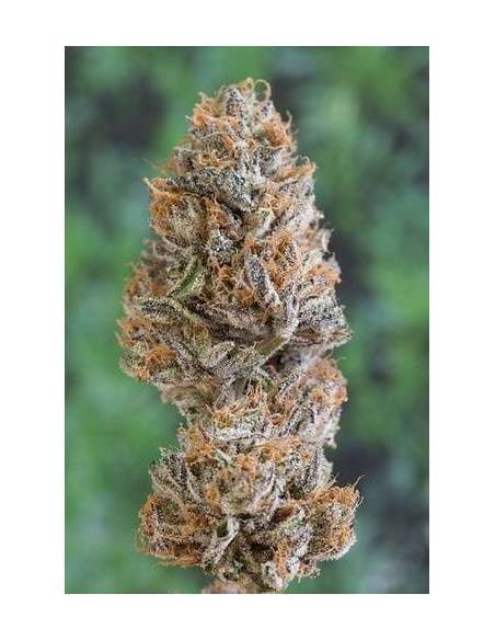 HUMBOLDT SEED - Bubba's Gift - 1