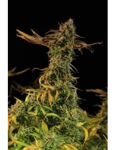 HUMBOLDT SEED - Blueberry Headband - 1