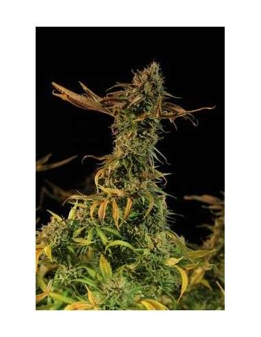 HUMBOLDT SEED - Blueberry Headband - 1