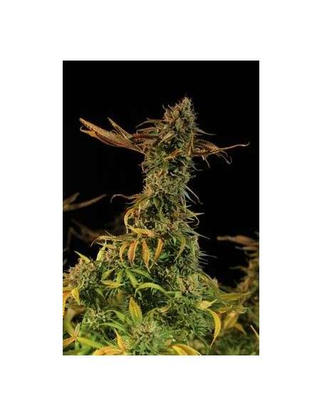 HUMBOLDT SEED - Blueberry Headband - 1