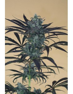 HUMBOLDT SEED - Blueberry Headband - 1 2