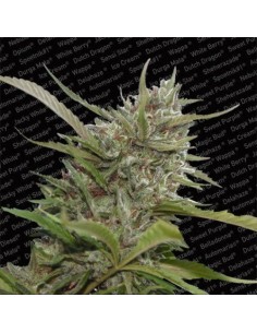PARADISE SEEDS - Auto White Berry - 1