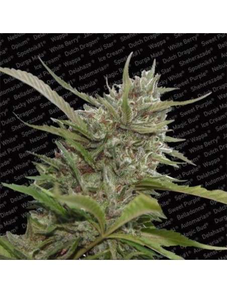 PARADISE SEEDS - Auto White Berry - 1