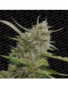 PARADISE SEEDS - Auto White Berry - 1