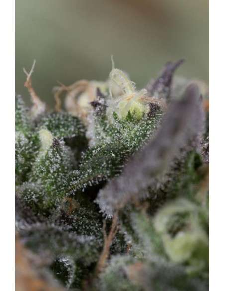 HUMBOLDT SEED - Blueberry Headband - 3