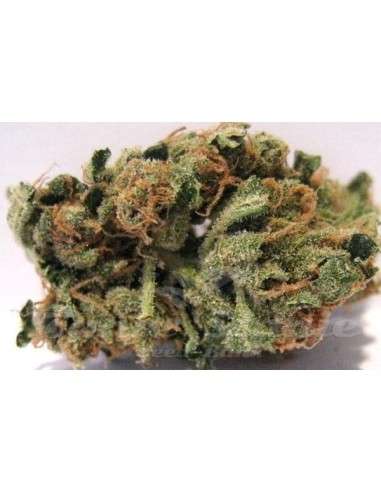 HUMBOLDT SEED - Blueberry Headband - 4