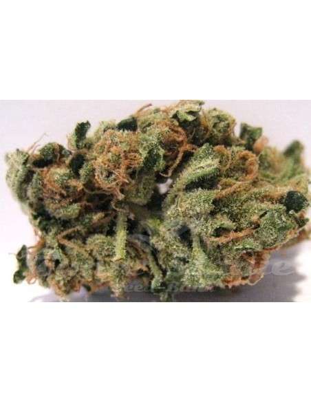 HUMBOLDT SEED - Blueberry Headband - 4