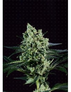 GENOFARM - Best Mango - 1