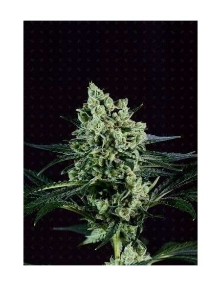 GENOFARM - Best Mango - 1