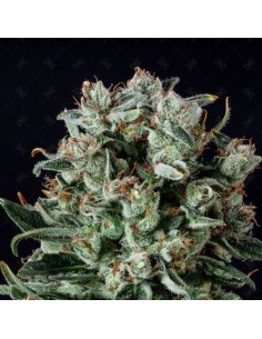 GENOFARM - Big Shark - 1