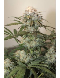 Caramel King Auto - 1