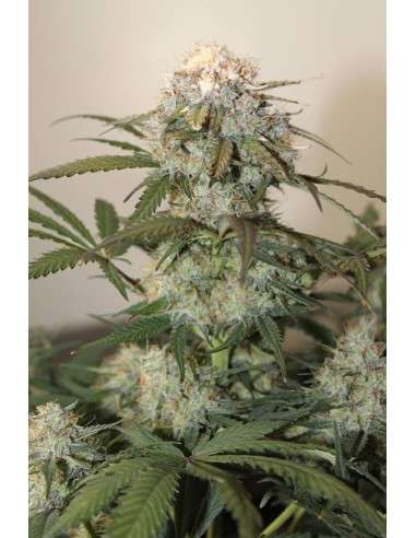Caramel King Auto - 1