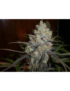 Chocolope Auto - 1