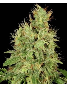 Chronic Auto - 1