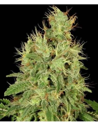 Chronic Auto - 1