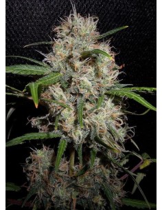 Durban Poison Auto - 1