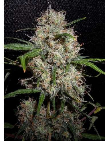 Durban Poison Auto - 1