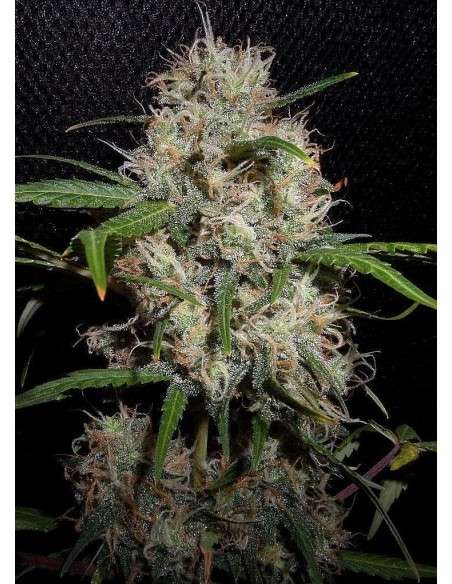 Durban Poison Auto - 1