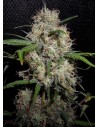Durban Poison Auto - 1