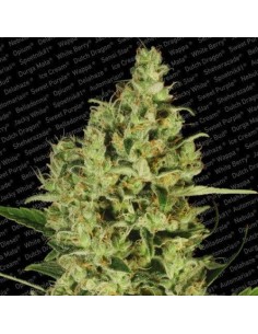PARADISE SEEDS - Delahaze - 1