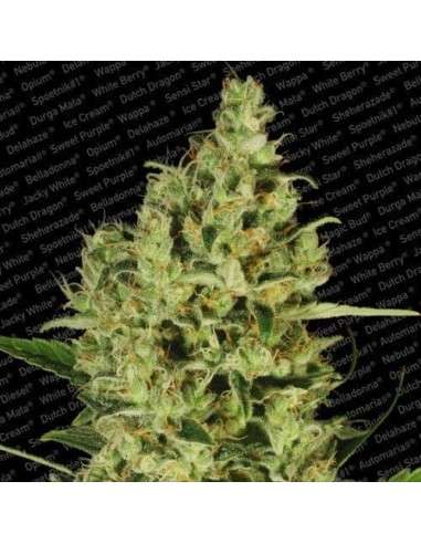 PARADISE SEEDS - Delahaze - 1