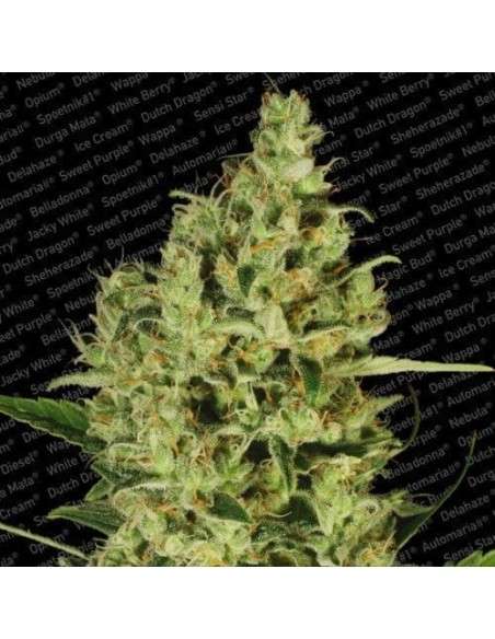 PARADISE SEEDS - Delahaze - 1