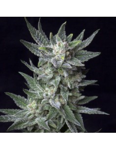 BubbleGum Auto - 1
