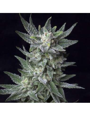 BubbleGum Auto - 1