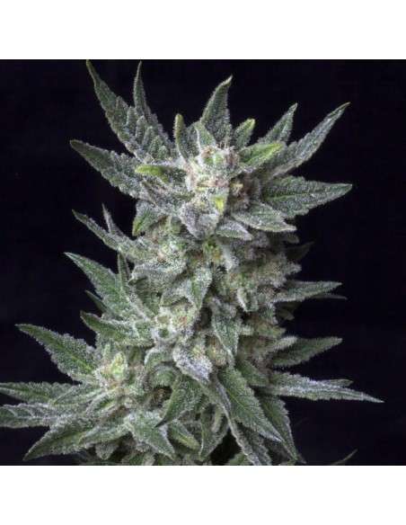 BubbleGum Auto - 1