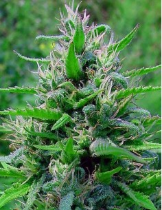 BubbleGum Auto - 1 2