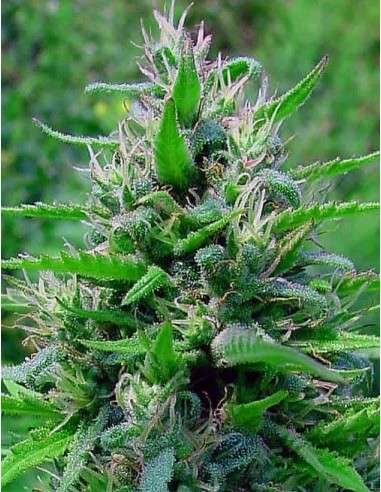 BubbleGum Auto - 2