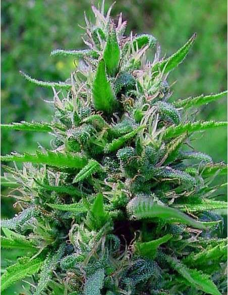 BubbleGum Auto - 2