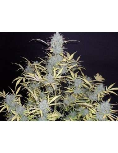 BubbleGum Auto - 3