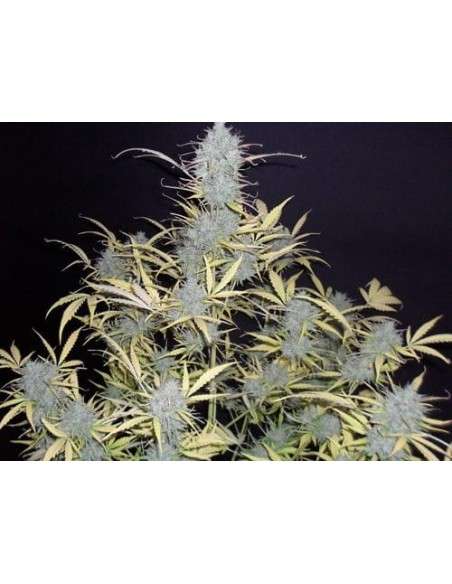 BubbleGum Auto - 3
