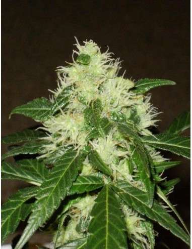 Lemon Skunk Auto - 1