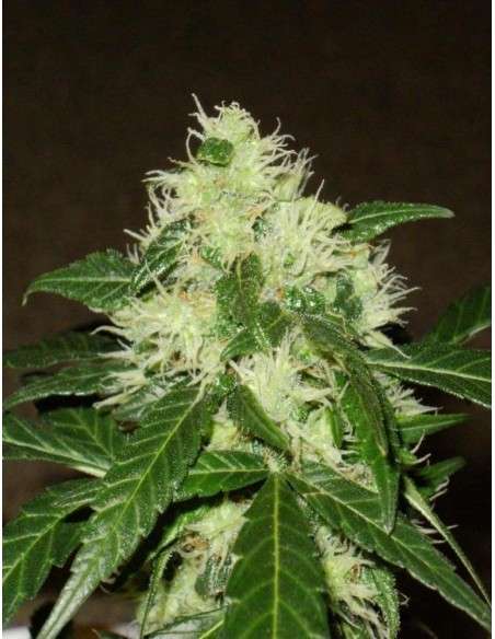 Lemon Skunk Auto - 1