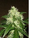 Lemon Skunk Auto - 1