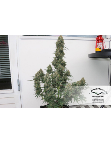DUTCH PASSION - Auto Blueberry - 3