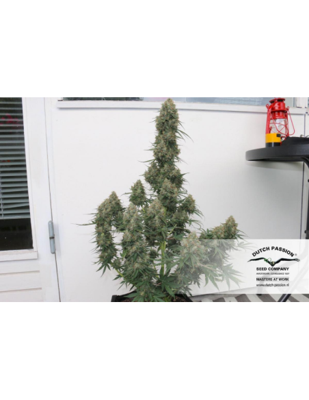DUTCH PASSION - Auto Blueberry - 3