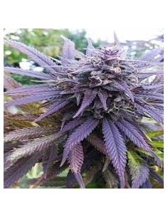 DUTCH PASSION - Blueberry - 2 2