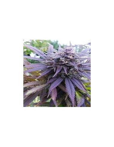DUTCH PASSION - Blueberry - 1