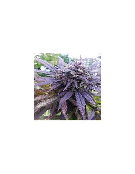 DUTCH PASSION - Blueberry - 1
