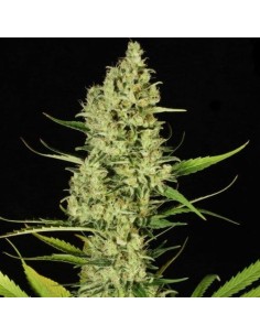PARADISE SEEDS - Delahaze - 1 2